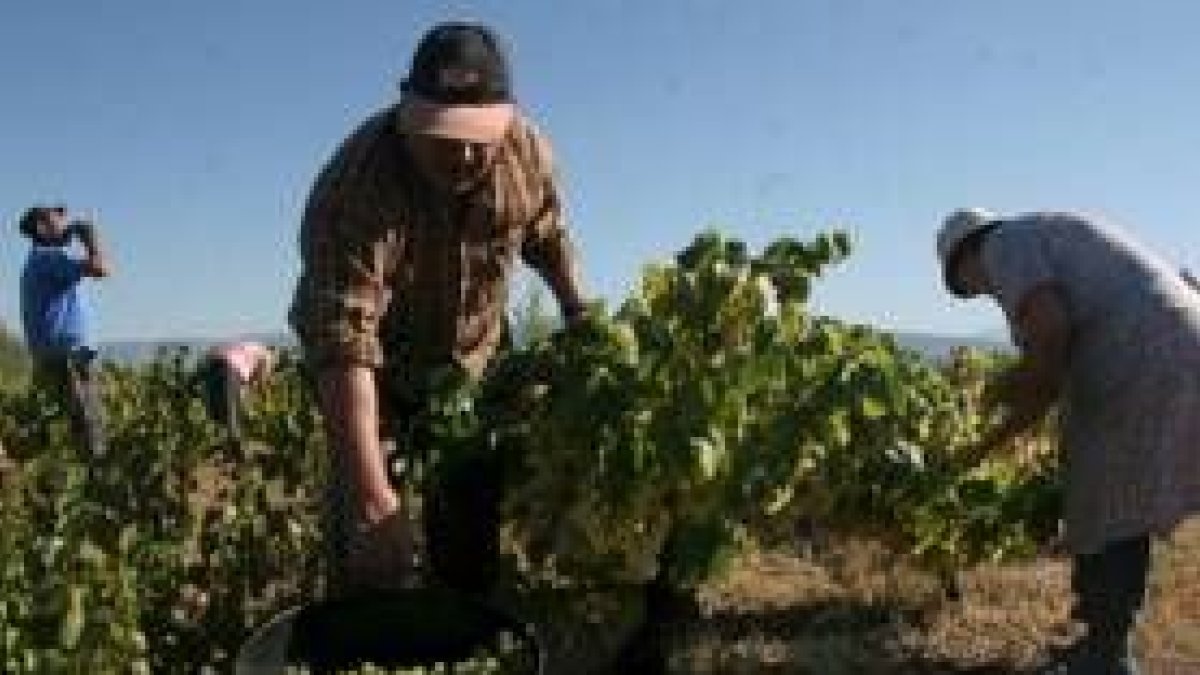 Un grupo de trabajadores realizan la vendimia en una finca del Bierzo