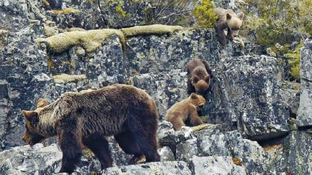 Una escena de la vida cotidiana de una familia formada por una osa, tres crías y un macho solitario que campa por el valle.