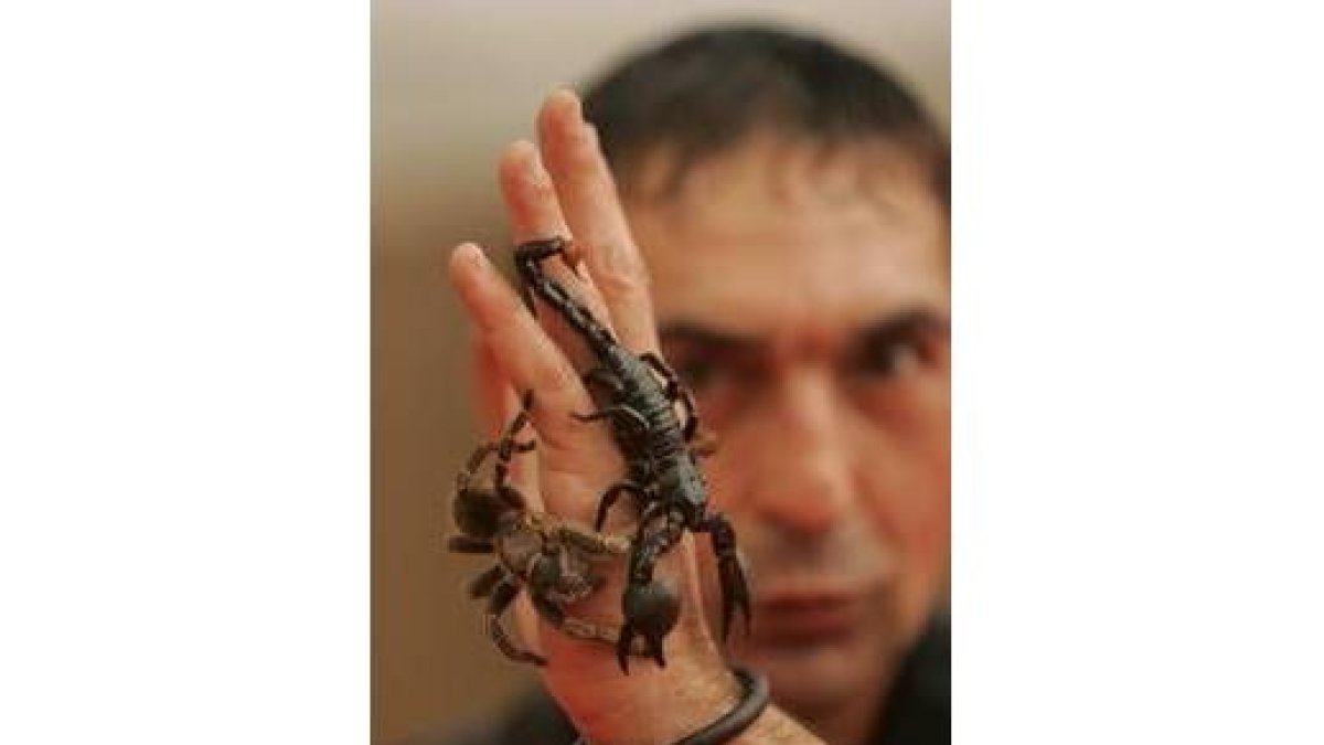 Una de las exhibiciones de «Adventure Animals» se hace con escorpiones y tarántulas
