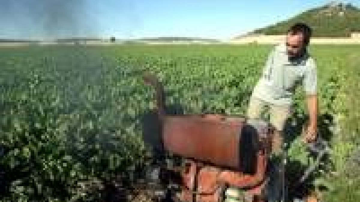 Plantación de uno de los agricultores afectados por la futura reforma de la remolacha