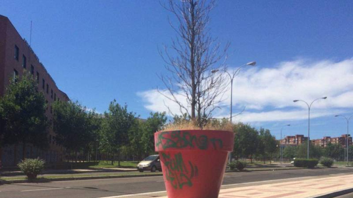 Los plantones del campus están muertos. DL