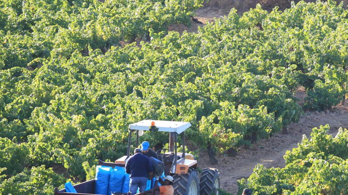 Vendimia para la cooperativa vitivinícola de Cacabelos, en la comarca del Bierzo
