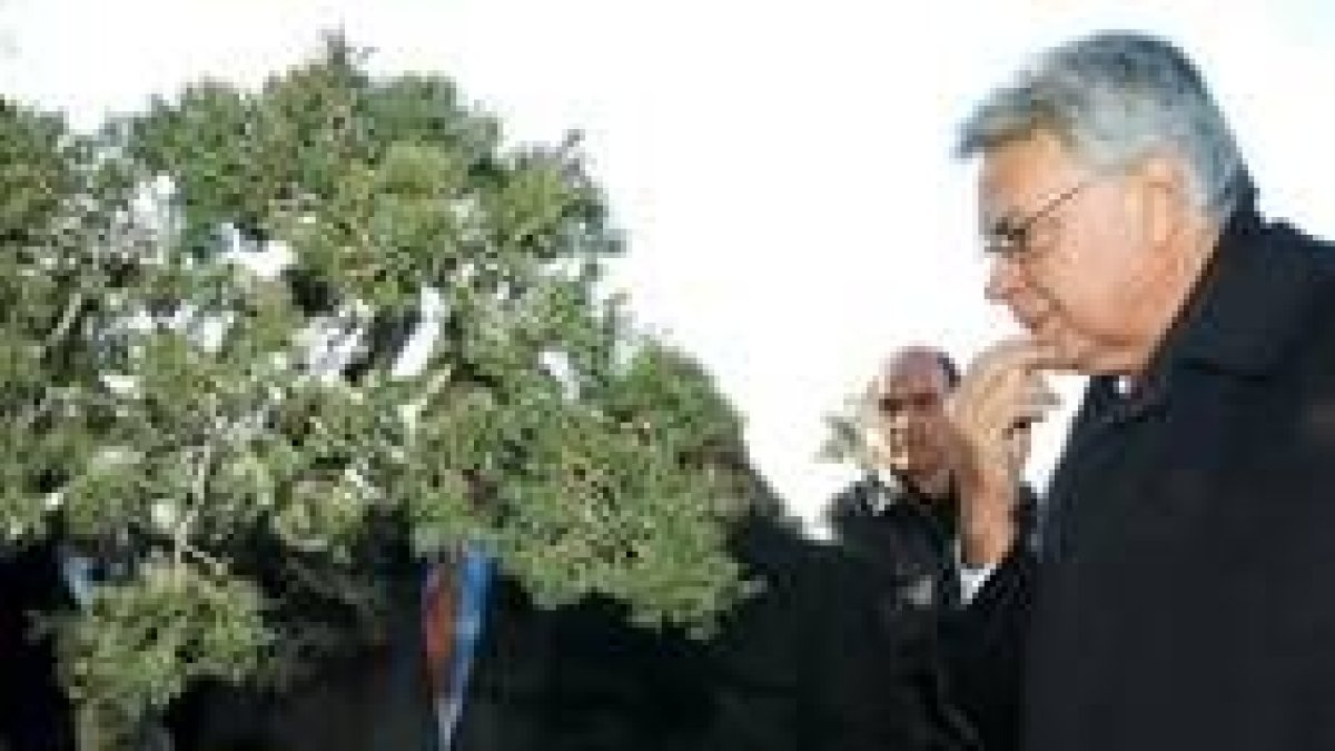 Felipe González contempla un bonsai en el Botánico