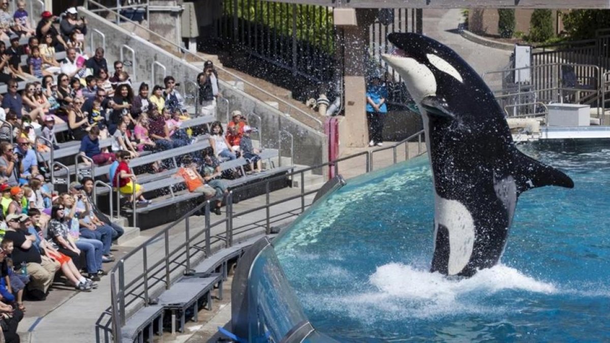 Espectáculo con orcas del parque SeaWorld en San Diego.