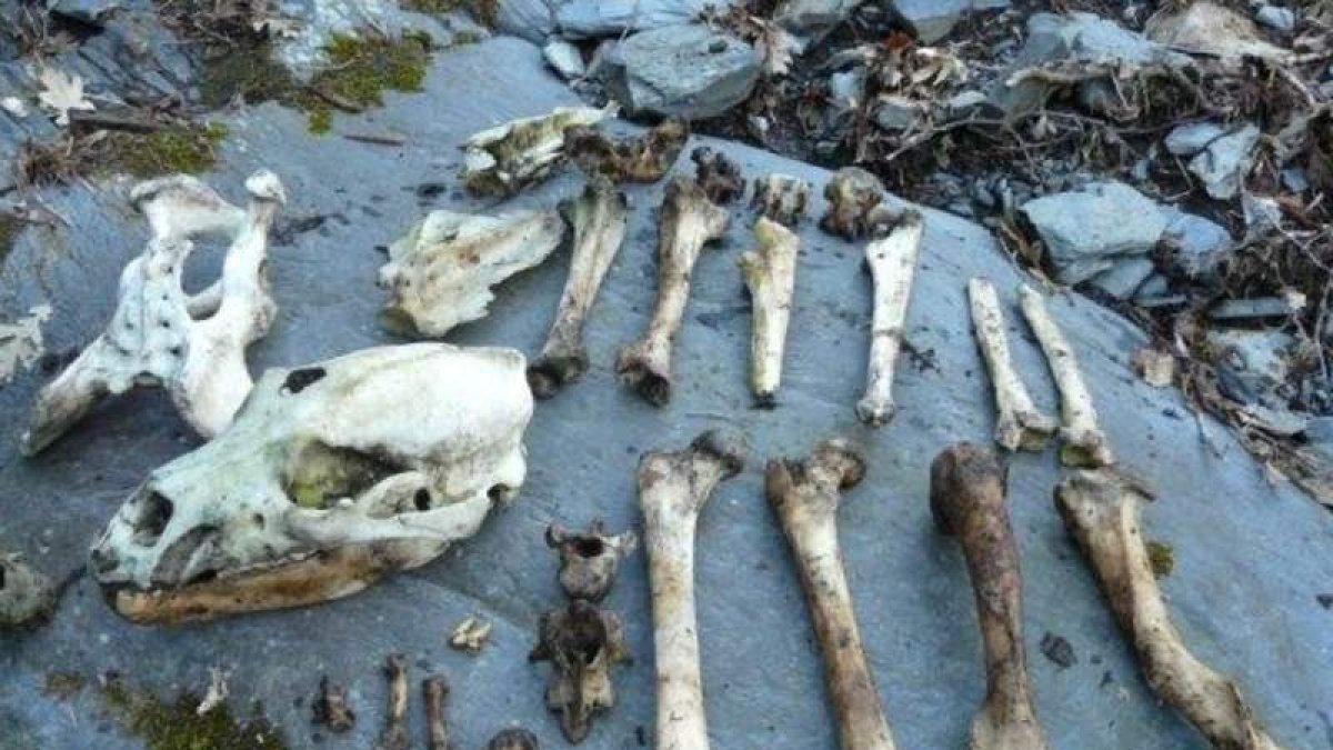 En el caso de Páramo tan sólo se localizaron los restos óseos.