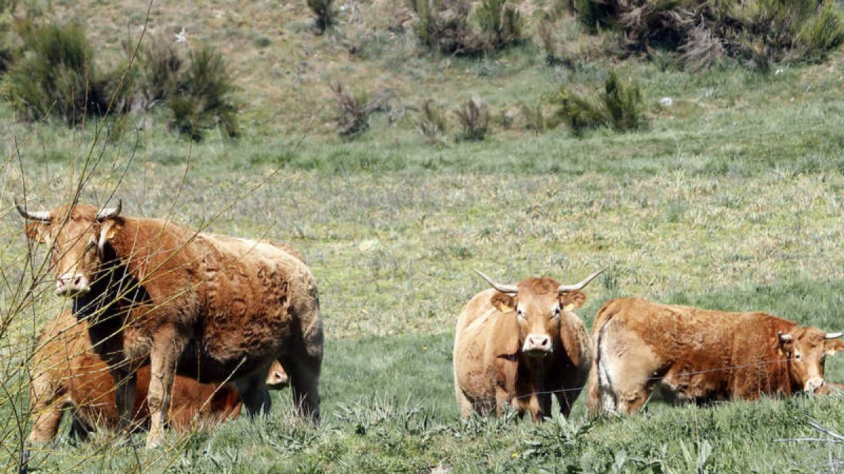 La medida busca compensar cada día que el animal esté inmovilizado por la enfermedad. marciano pérez