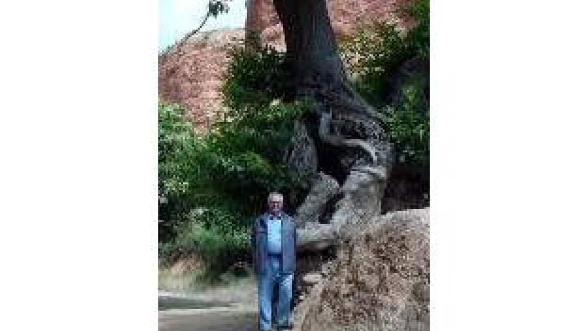 El profesor sefardí posa junto al famoso roble retorcido de Las Médulas