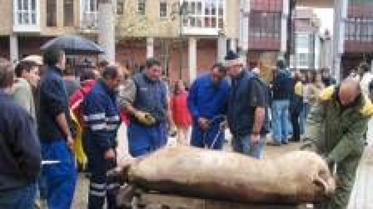 Los mozos del pueblo fueron los encargados del sacrificio del gocho