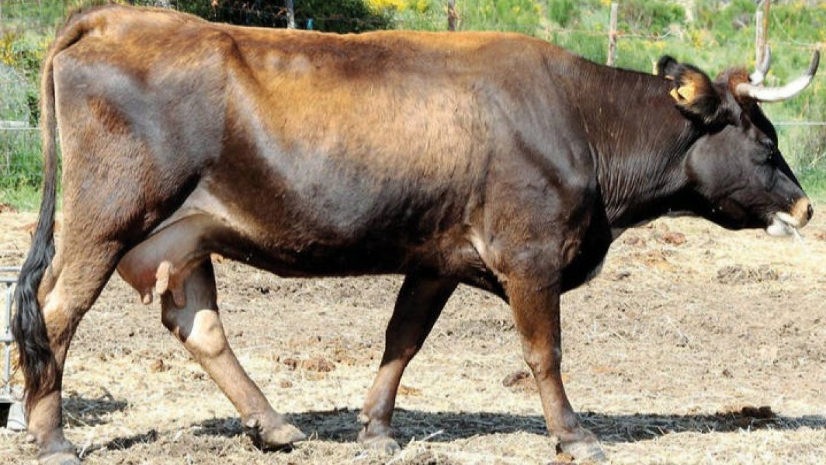 Un ejemplar de la raza bovina que se ajusta al fenotipo de la Mantequera Leonesa. DPA/Universidad de León