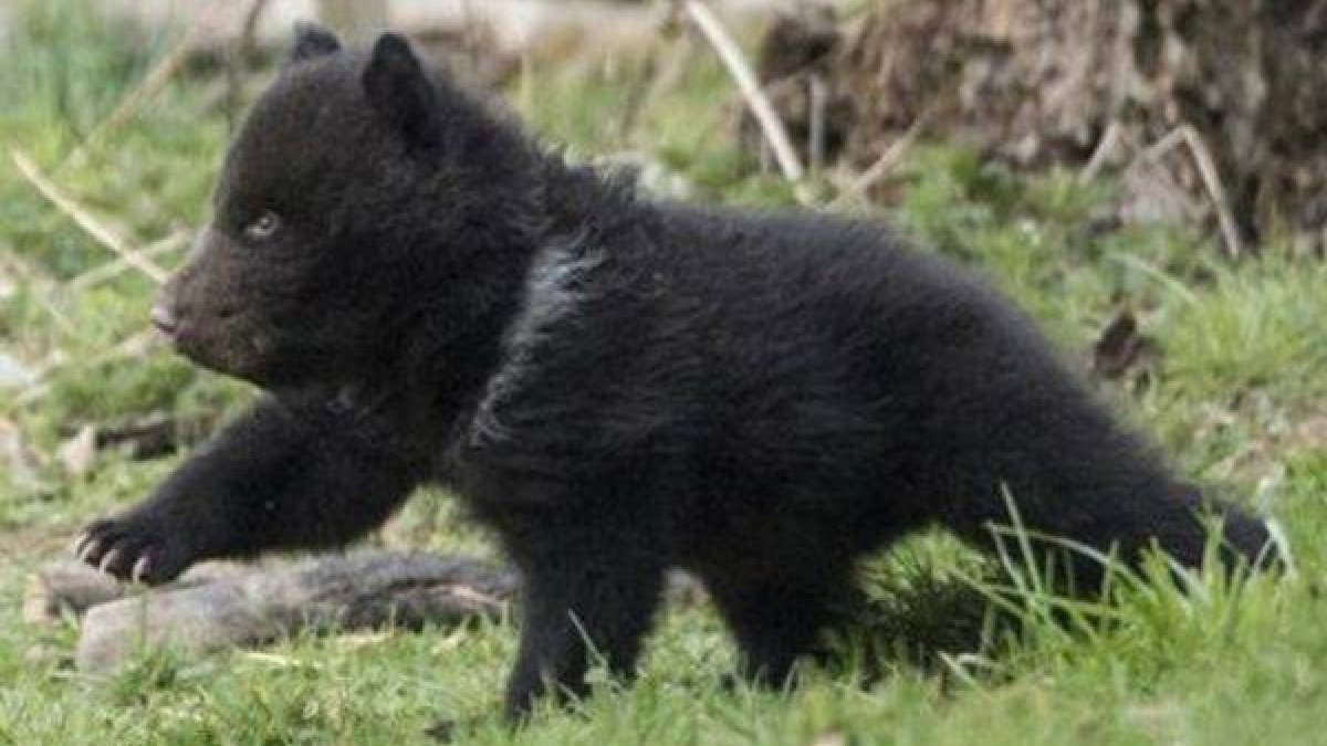 La cría de osezno que sacrificó el parque zoológico.