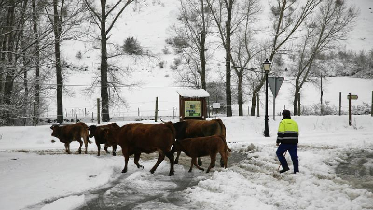 Vacas entre la nieve camino de establo en un pueblo de León