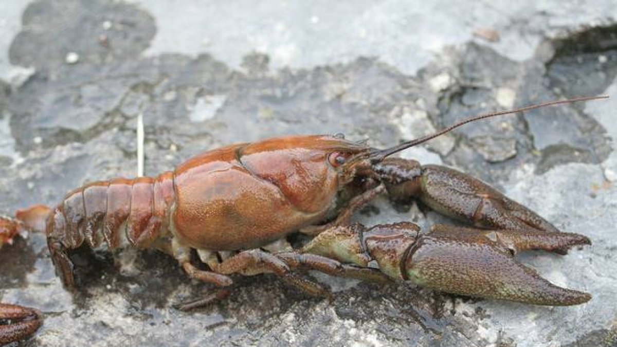 El 'Austropotamobius pallipes' o cangrejo de río europeo.
