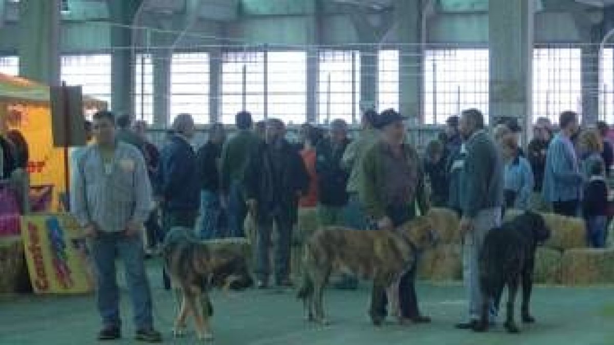 Ejemplares de mastín español en el momento de su exposición a concurso