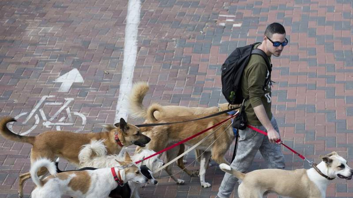 Un joven pasea a varios perros de distintas razas. ABIR SULTAN