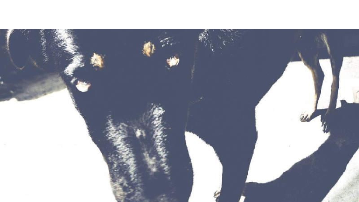 Perro negro. DAVID CAMPOS, 2020