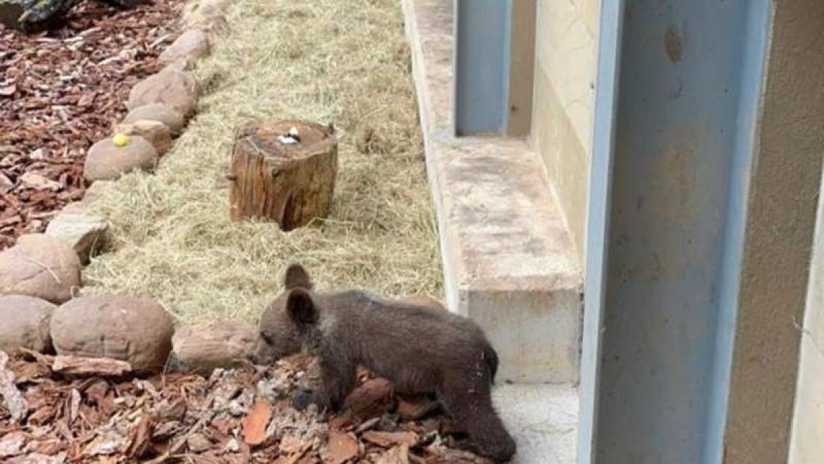 El osezno evoluciona favorablemente, sigue ganando peso y habilidades. JCYL