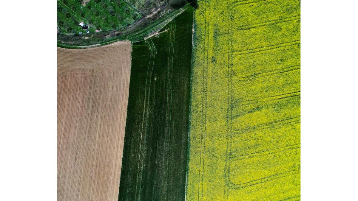 El comisario europeo de Agricultura encargó el informe a la comunidad científica. diges