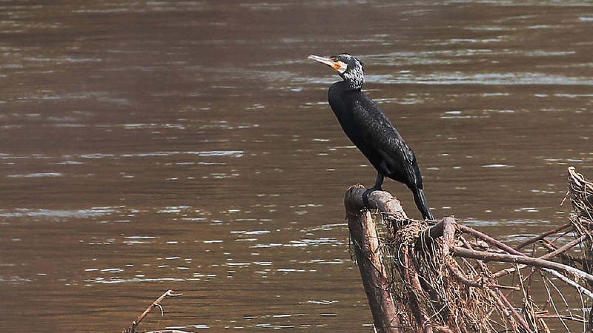 Un ejemplar de cormorán, sobre una rama en el río Esla.