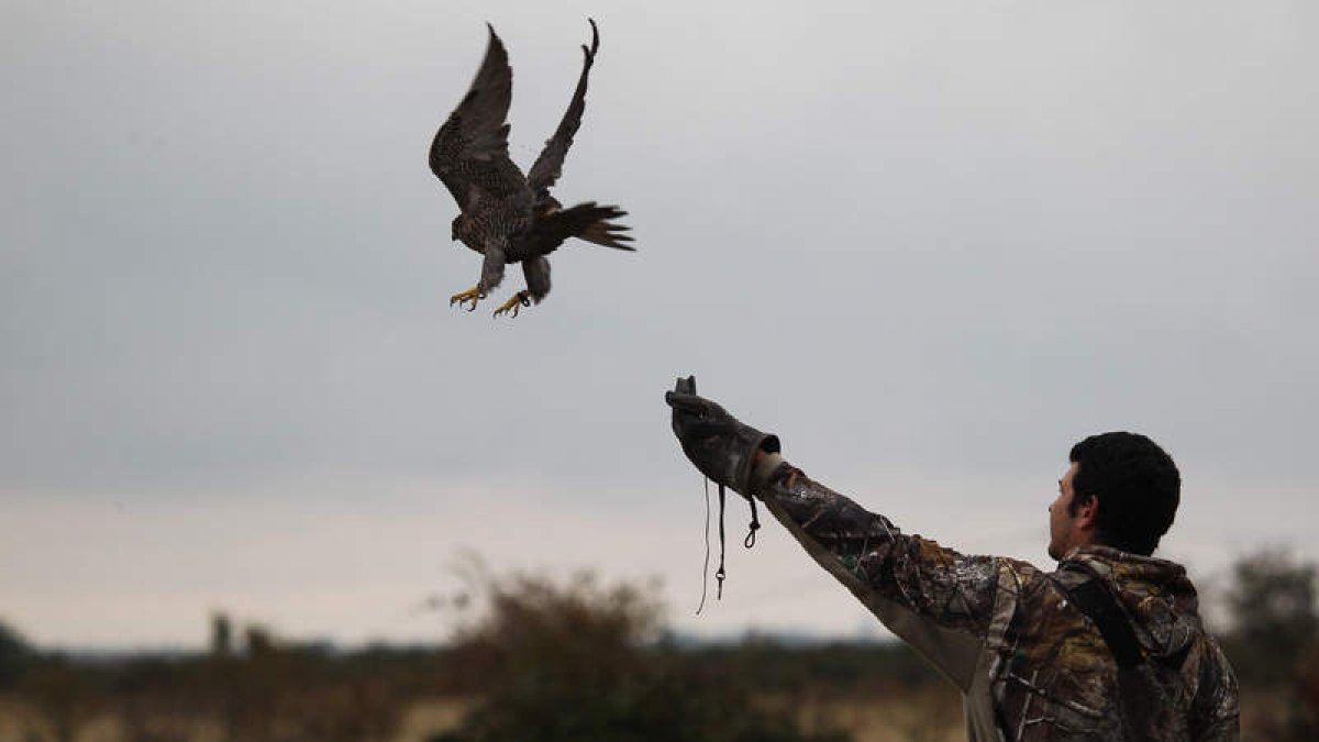 La jornada contó con vuelos espectáculares y muestras de destreza de las aves