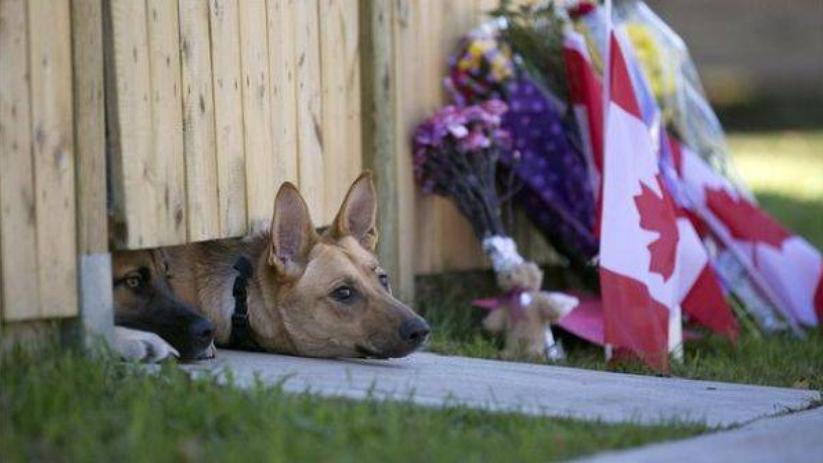 Los dos perros de Nathan Cirillo, el militar asesinado por un yihadista el miércoles en Otawa asoman bajo la puerta de su vivienda.