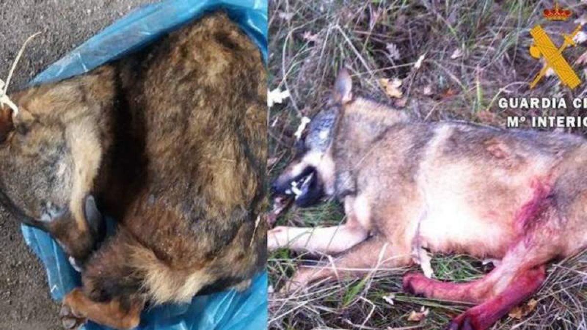 El lobo congelado que querían vender. GUARDIA CIVIL