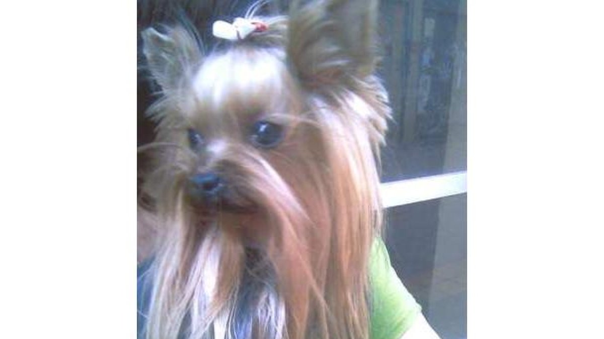 El perro desaparecido pesa 1,3 kilos y tiene tres años.