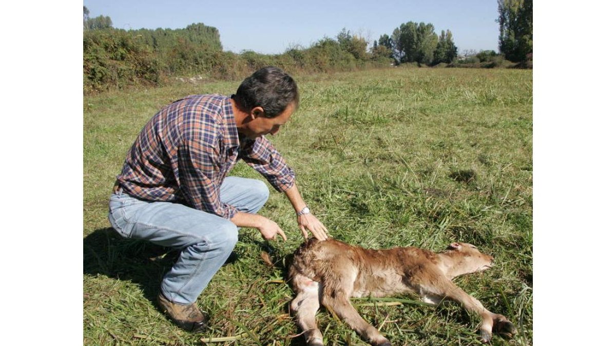Un ganadero valora los daños causados por un ataque. L. DE LA MATA
