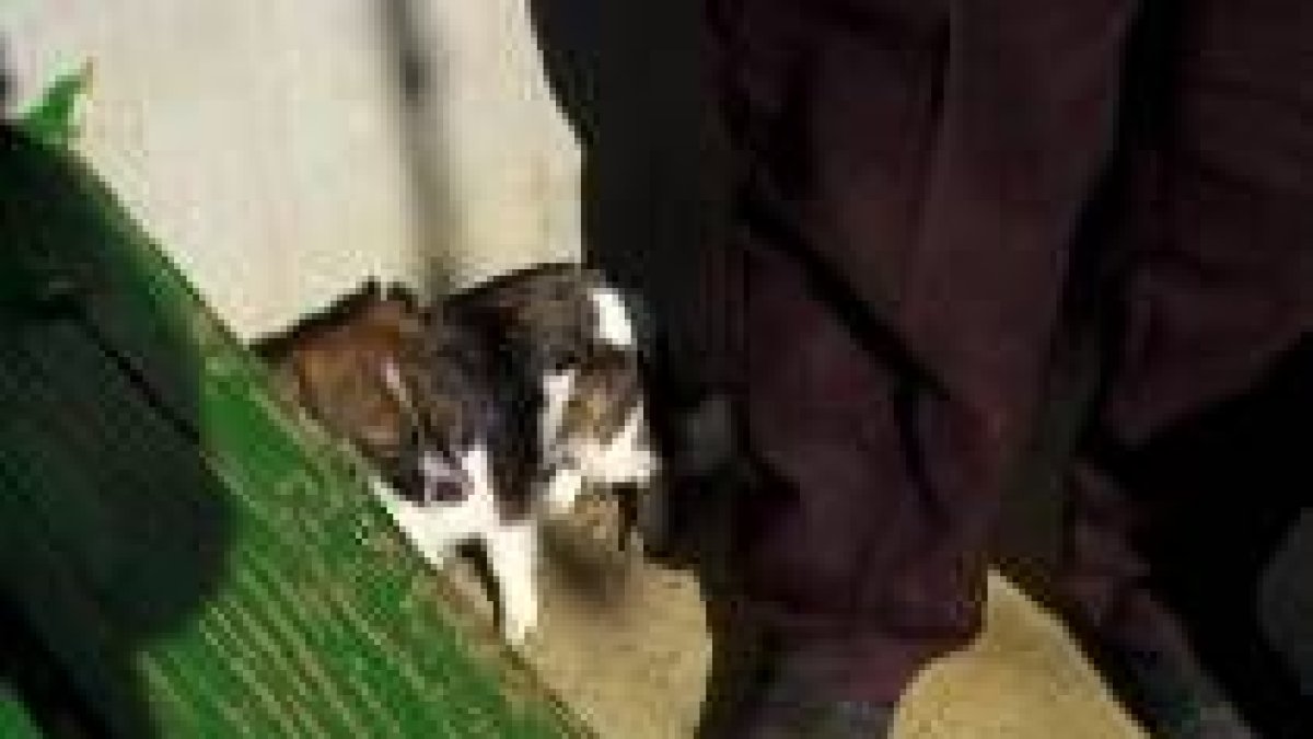 El objetivo del plan es integrar personas de la tercera edad adoptando animales de compañía