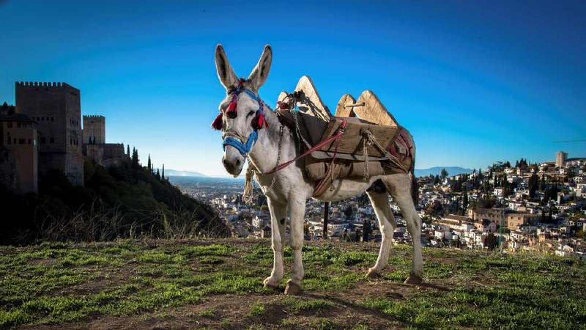 El burro Manías es la última incorporación de la Alhambra. PEPE MARÍN