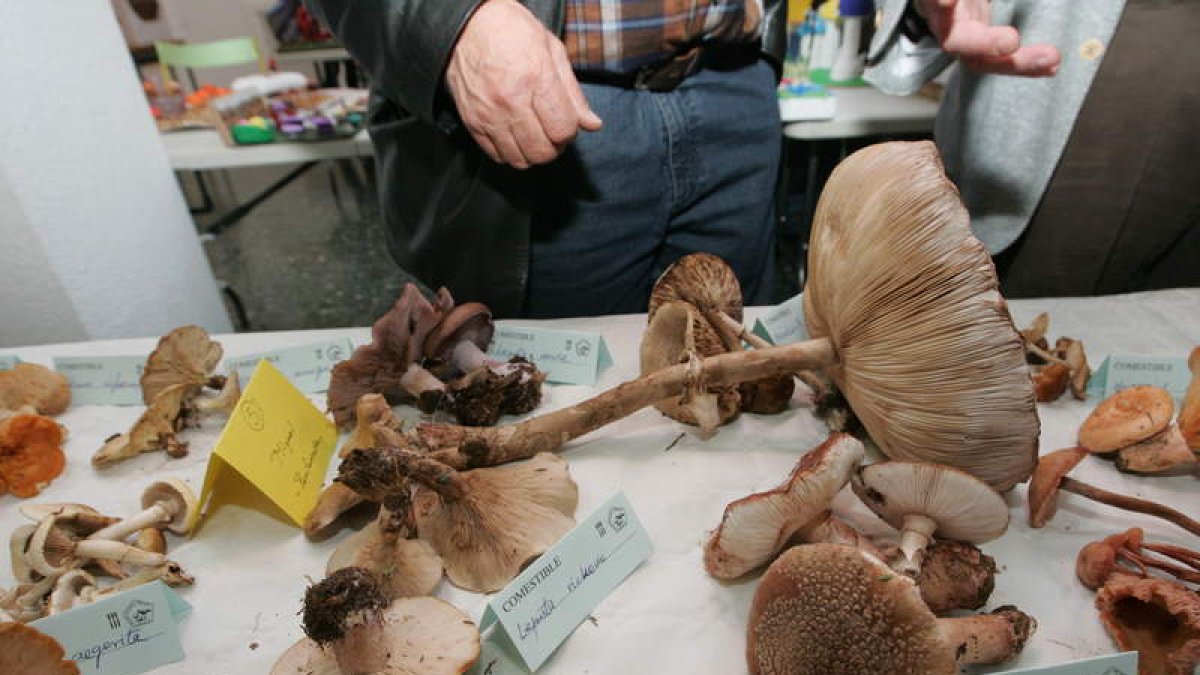 Exposición de setas en las Jornadas Micológicas del Bierzo que organiza Cantharellus. L. DE LA MATA