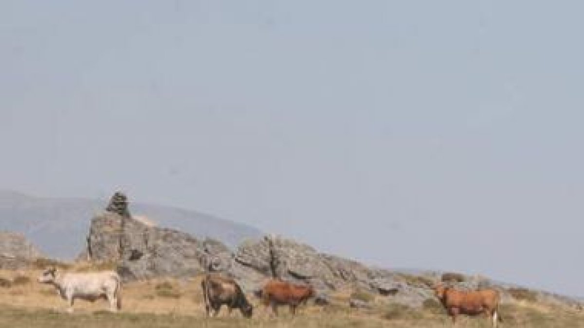 En la imagen de archivo, un rebaño de vacas pasta en los montes entre Encinedo y Benuza.