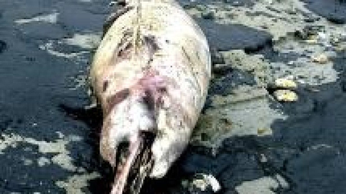 Restos descompuestos de un delfín que apareció varado entre el fuel en una cala de Carnota