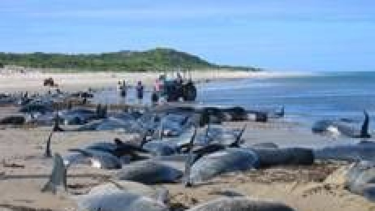 Decenas de animales muertos quedaron expuestos a la mirada de curiosos en la costa de Sea Elephant