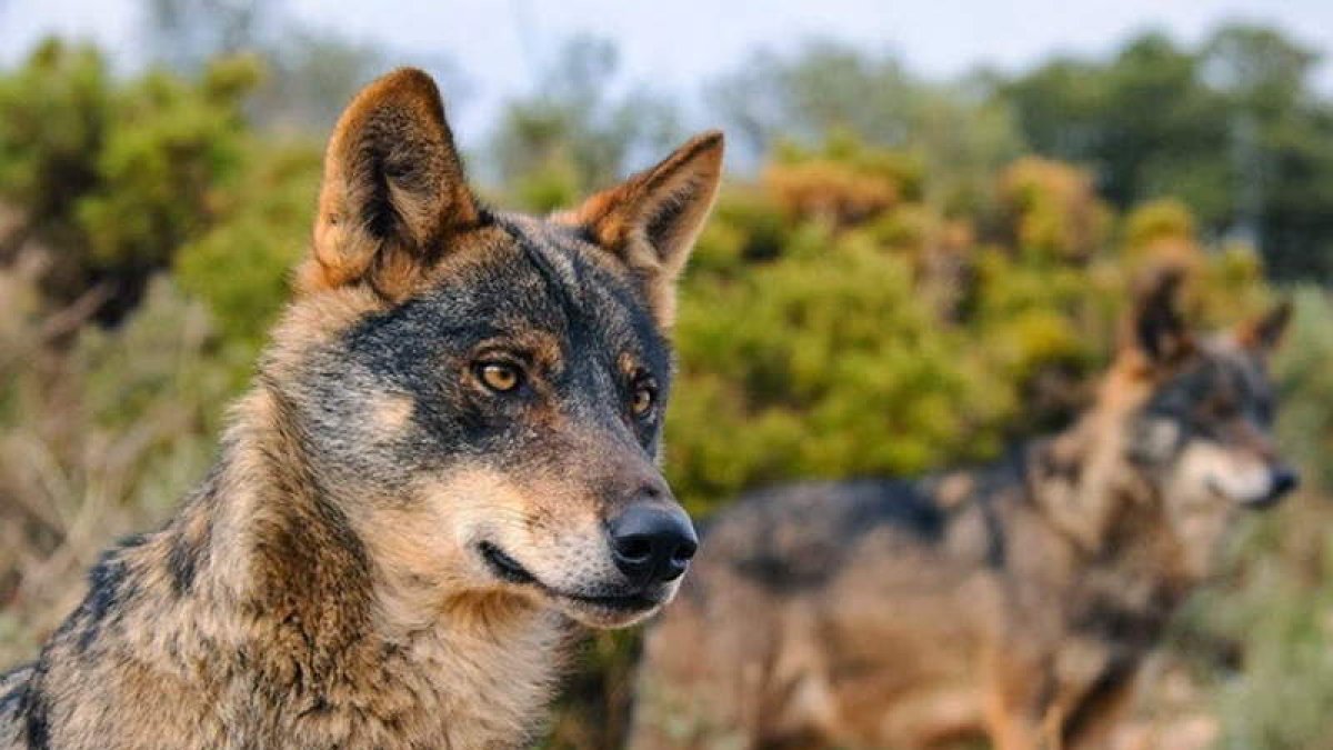 El crepúsculo y el amanecer son los mejores momentos para ver el lobo