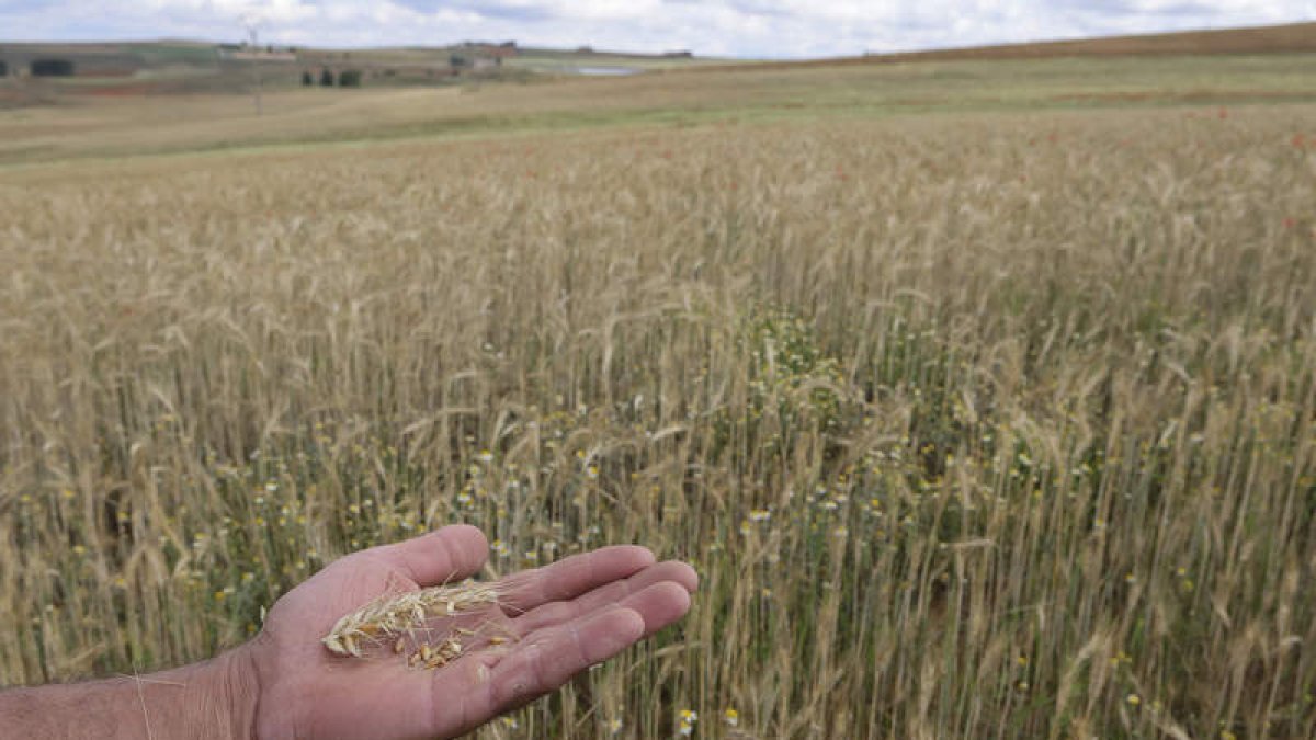 Un campo de cereal afectado por la sequía. JM GARCÍA