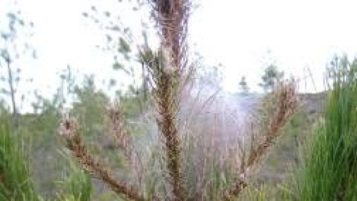 Imagen de pinares afectados por la procesionaria