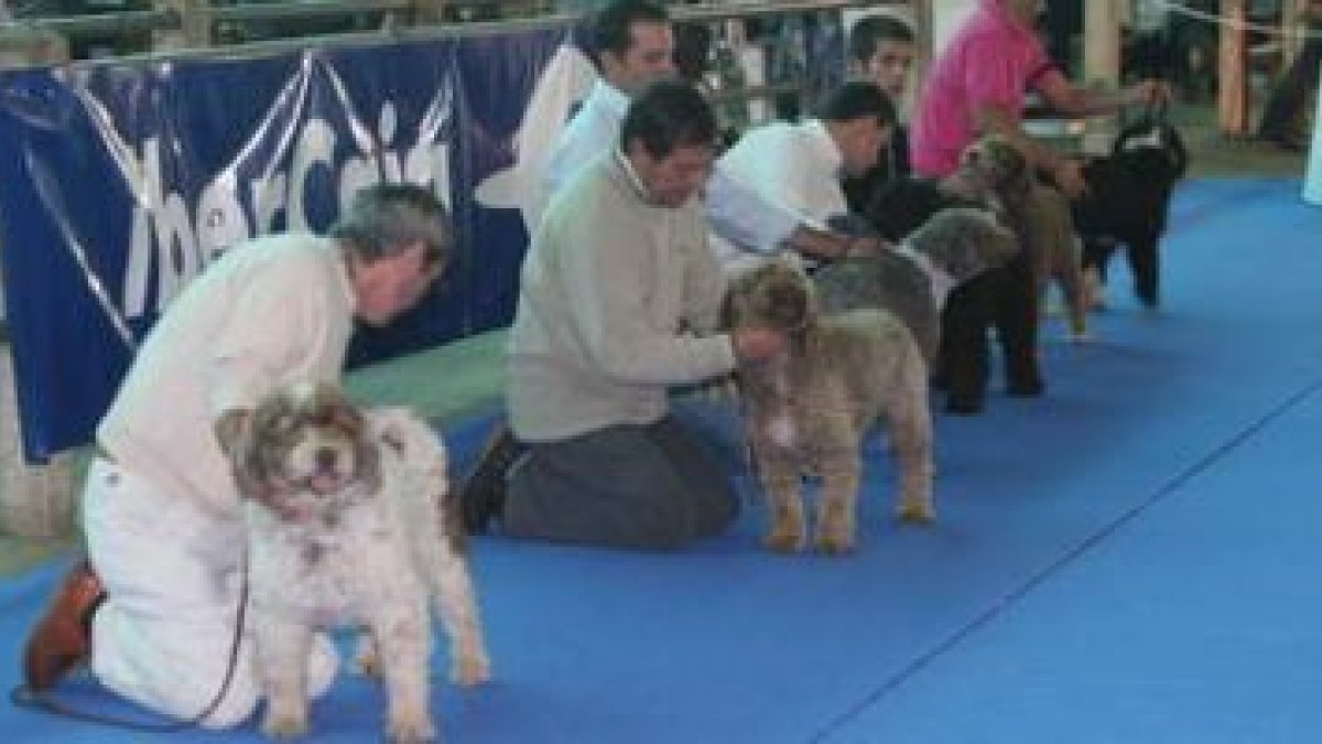 Varios de los perros que han participado durante el fin de semana en la exposición canina.