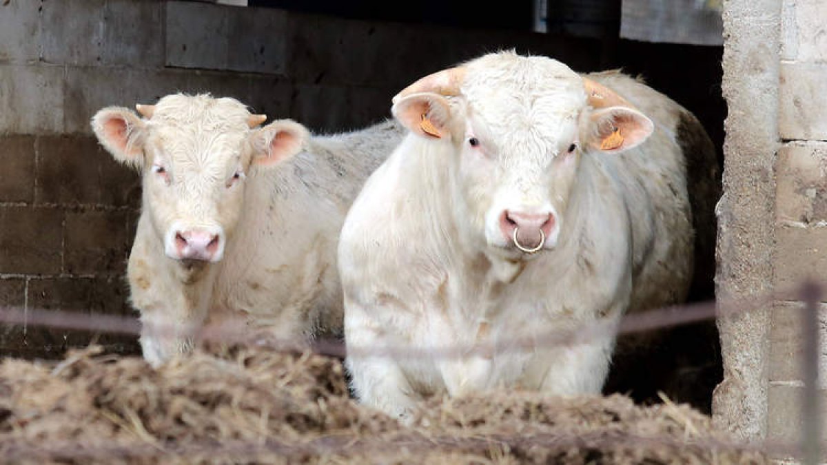 Dos animales bovinos en una explotación ganadera de la comarca leonesa de Babia. MARCIANO PÉREZ