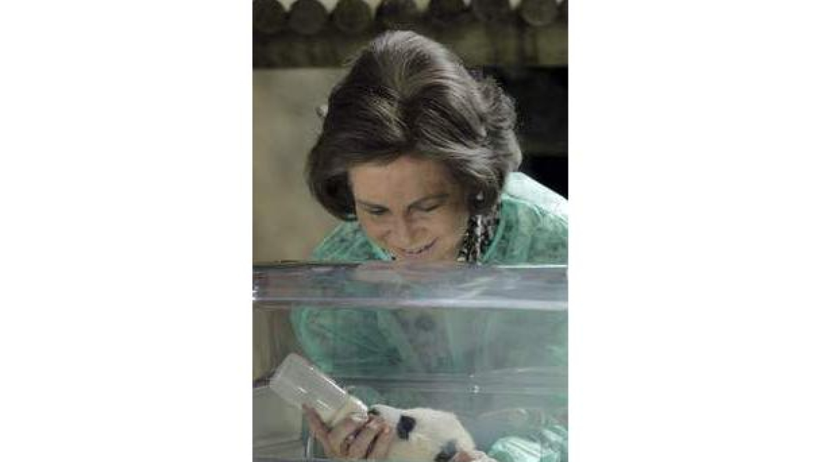 Doña Sofía dio el biberón a uno de los osos.