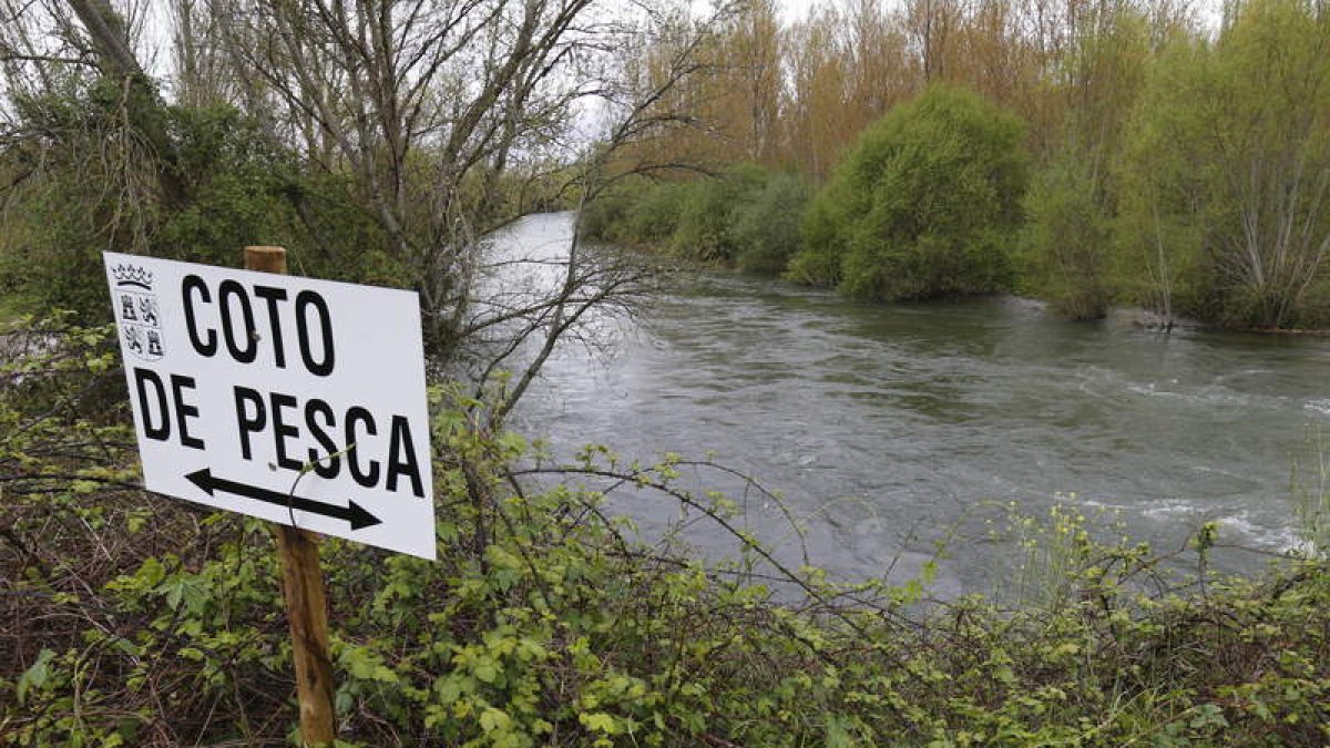 La temporada de pesca en los ríos leoneses levantará el telón el 26 de marzo. RAMIRO