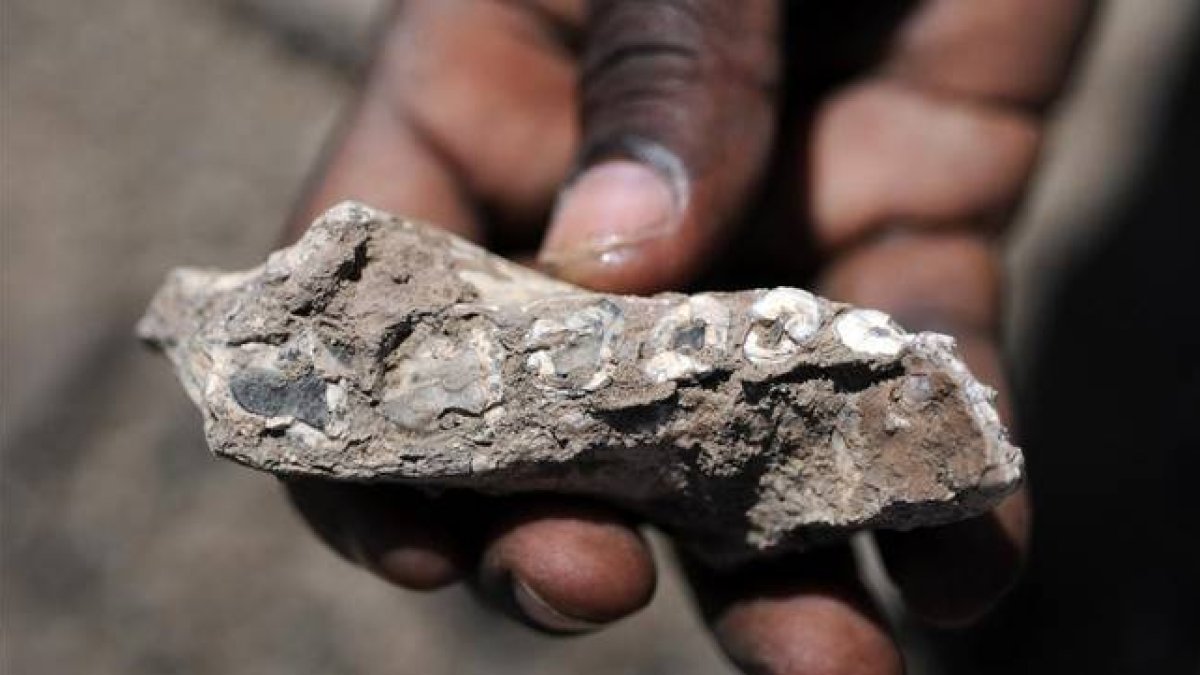 Mandíbula de 'Australopithecus deyiremeda' localizada en el norte de Etiopía.