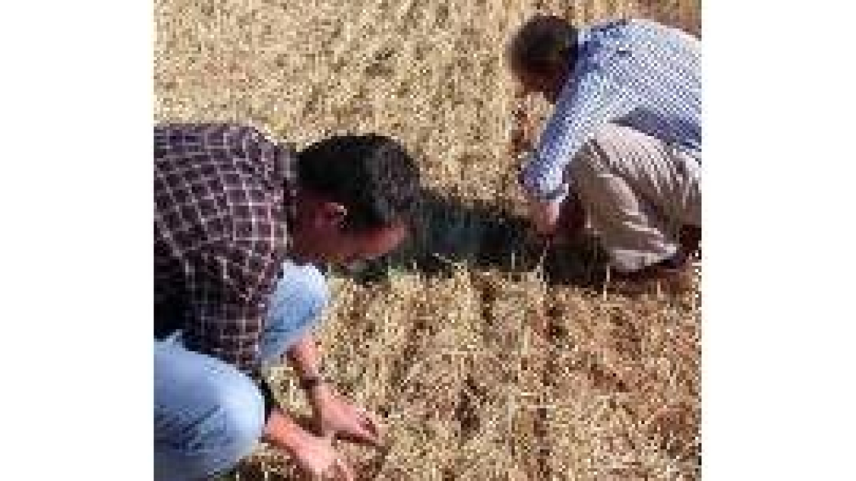 La siembra de la colza ha comenzado en la provincia
