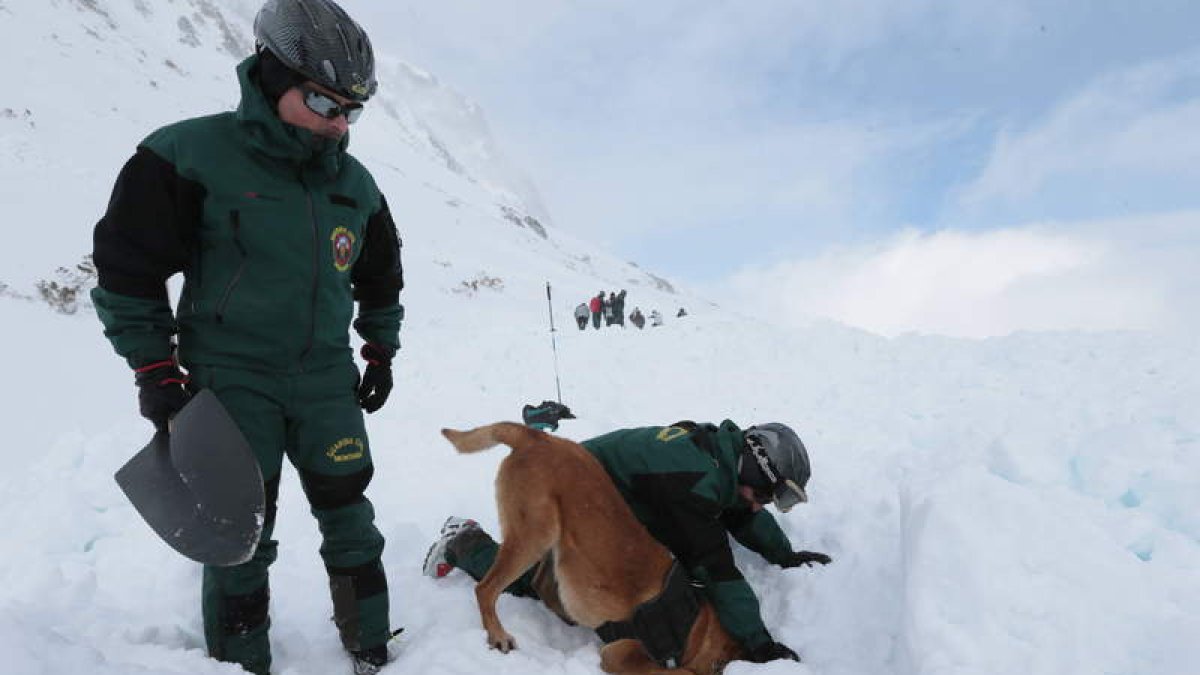 Momento en el que el perro, en este caso Fax, localiza a una de las víctimas bajo la nieve.