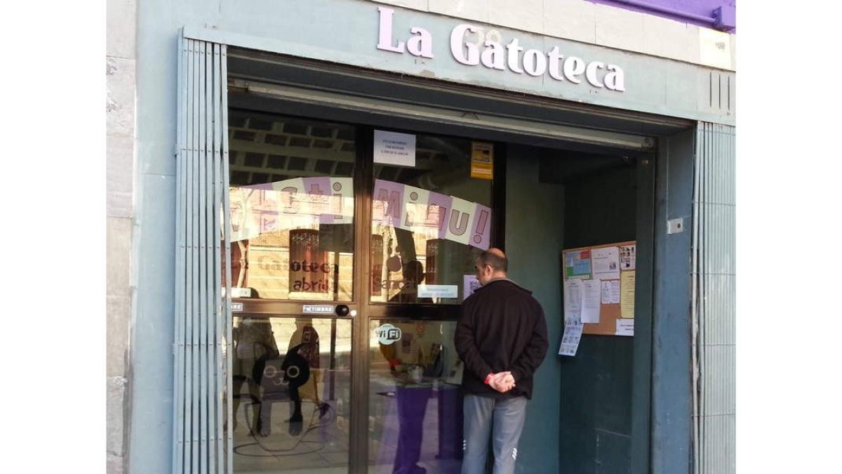 La Gatoteca, un local para compartir con gatos en el madrileño barrio de Lavapiés.