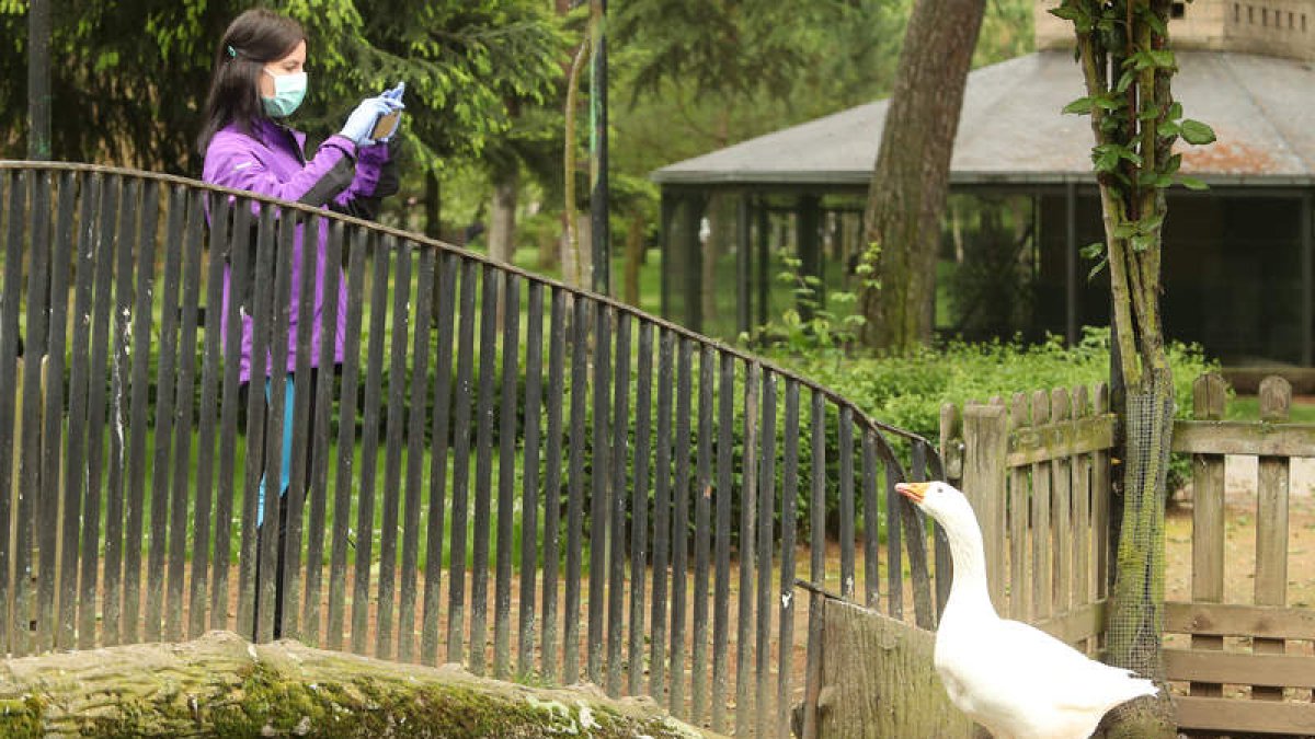 Una mujer fotografía a un pato en el parque del Plantío. L. DE LA MATA