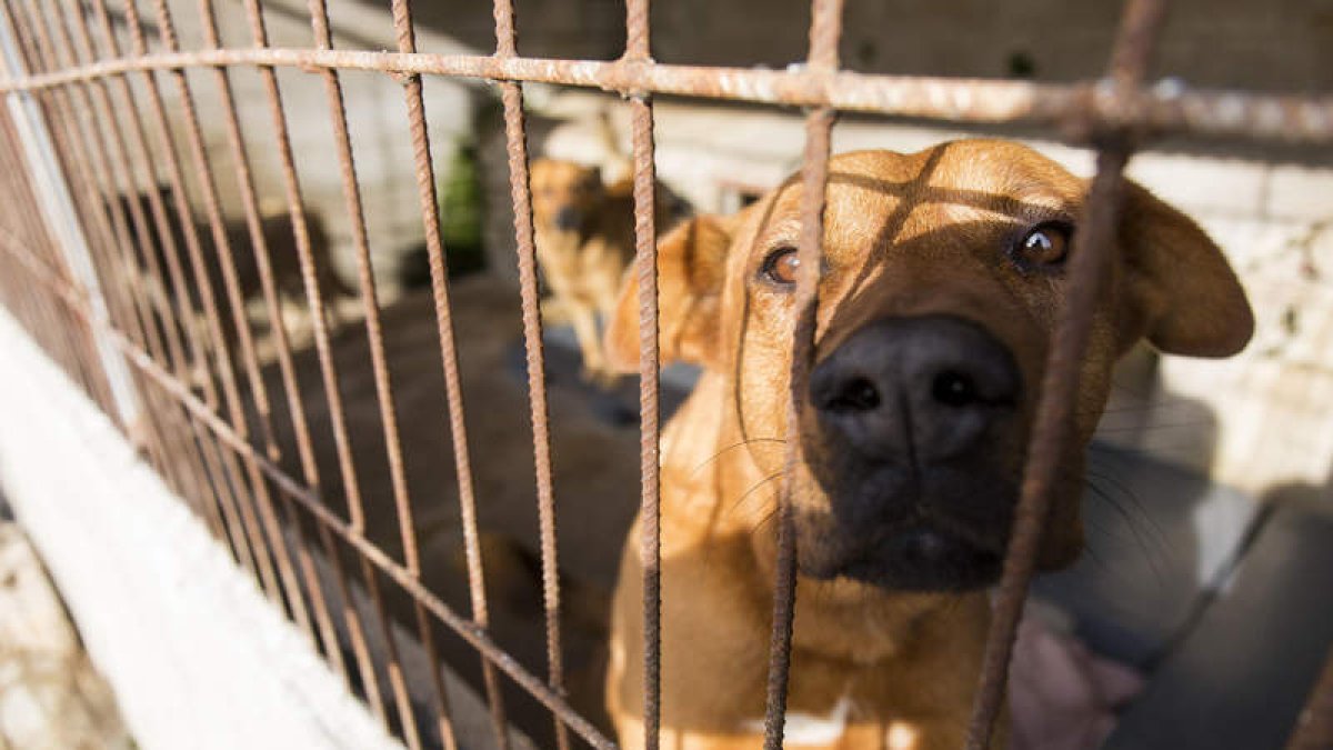 Casi un centenar de perros están en la protectora. FERNANDO