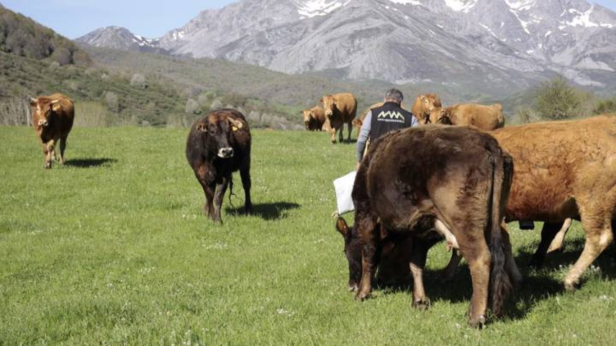 Daniel Puerta, con su ganado en los terrenos de Lario. CAMPOS