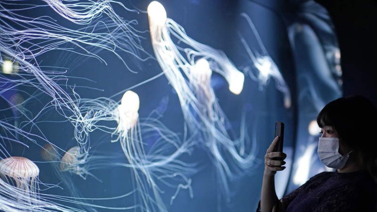 Una mujer hace fotos a las medusas que brillan de manera natural. FRANCK ROBICHON