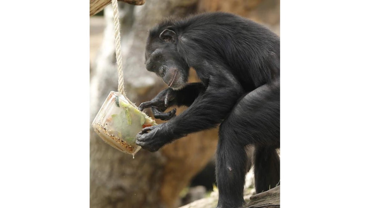 Imagen de un primate del Bioparc de Valencia. JUAN CARLOS CÁRDENAS