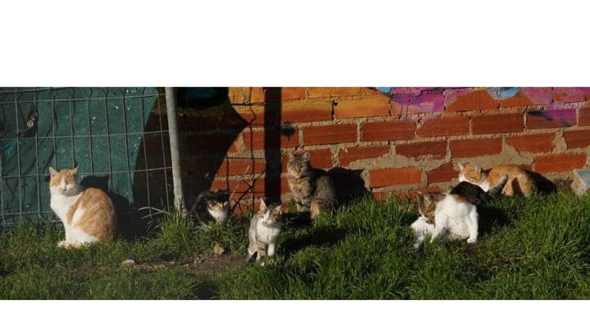 León suma una gran población de gatos ferales repartidos en cerca de medio centenar de colonias. MIGUEL F. B